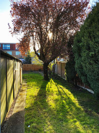 Trees and plants growing on field