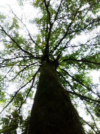 Low angle view of trees against sky