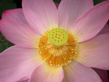 Macro shot of pink flower