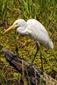 Close-up of intermediate egret searching on prey