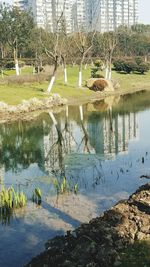 Reflection of trees in pond