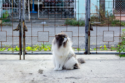 Perched munchkin cat on concrete floor , emotion alone cat