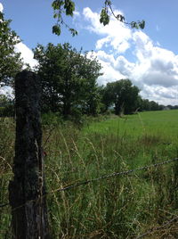 Trees on field against sky