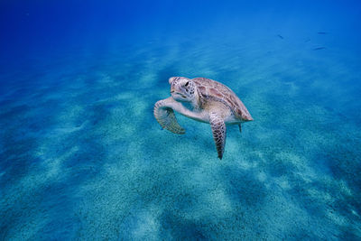 High angle view of turtle swimming in sea