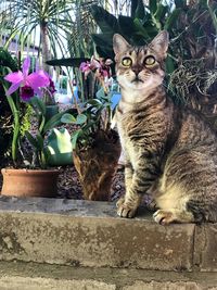 Portrait of cat sitting outdoors