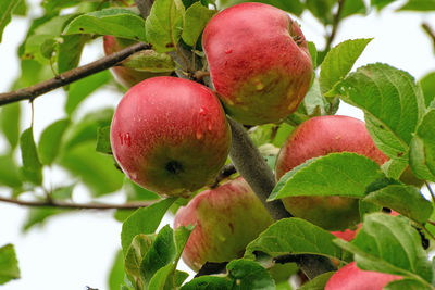 Low angle view of fruits on tree
