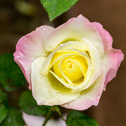 Macro shot of water drops on rose