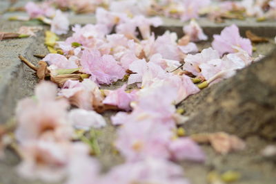 Close-up of pink flowers