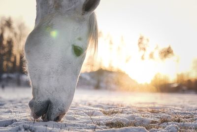 Close-up of horse