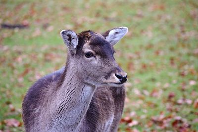 Close-up portrait of horse on field