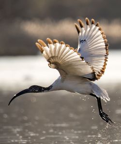 Close-up of bird flying over water