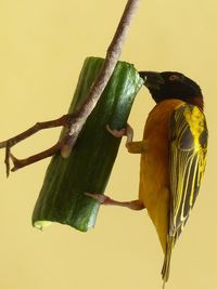 Close-up of parrot perching on branch against yellow background