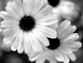 Close-up of flowers