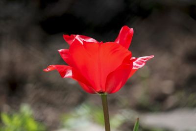 Close-up of red flowers