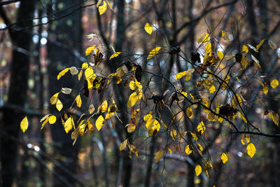 Yellow flowers growing on tree