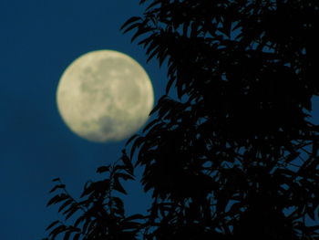 Low angle view of silhouette tree against sky at night
