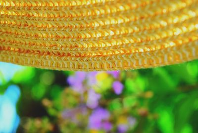 Close-up of yellow flower