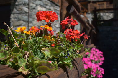 Close-up of red flowering plant in pot