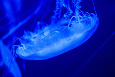 Close-up of jellyfish swimming in sea