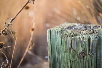 Close-up of wooden post on field