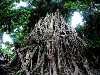 Low angle view of trees growing in forest