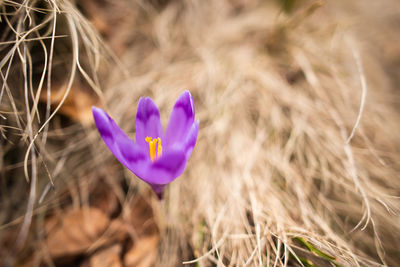 Close-up of purple crocus flowers on field