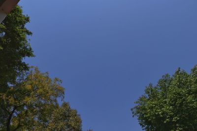 Low angle view of trees against clear blue sky