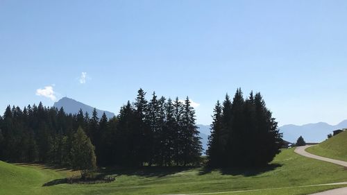 Trees on landscape against sky