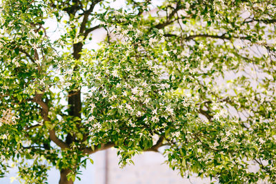 White flowering plant against tree