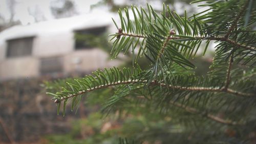 Close-up of raindrops on tree branch