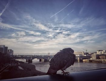 Bird on built structure against sky