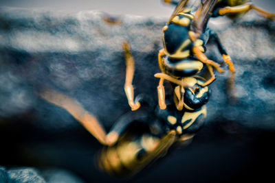 High angle view of yellow hanging on metal