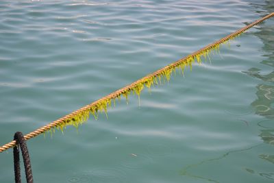 High angle view of rope on sea