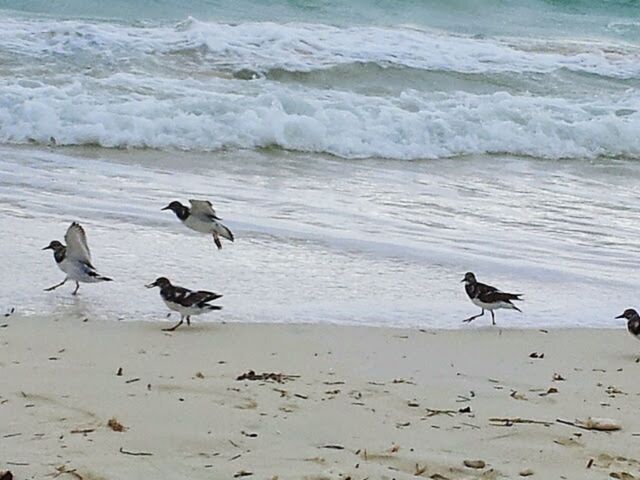 Bird and ocean