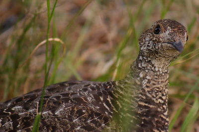 Close-up of bird