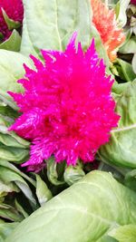 Close-up of pink flowers blooming outdoors