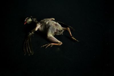Close-up of a bird over black background