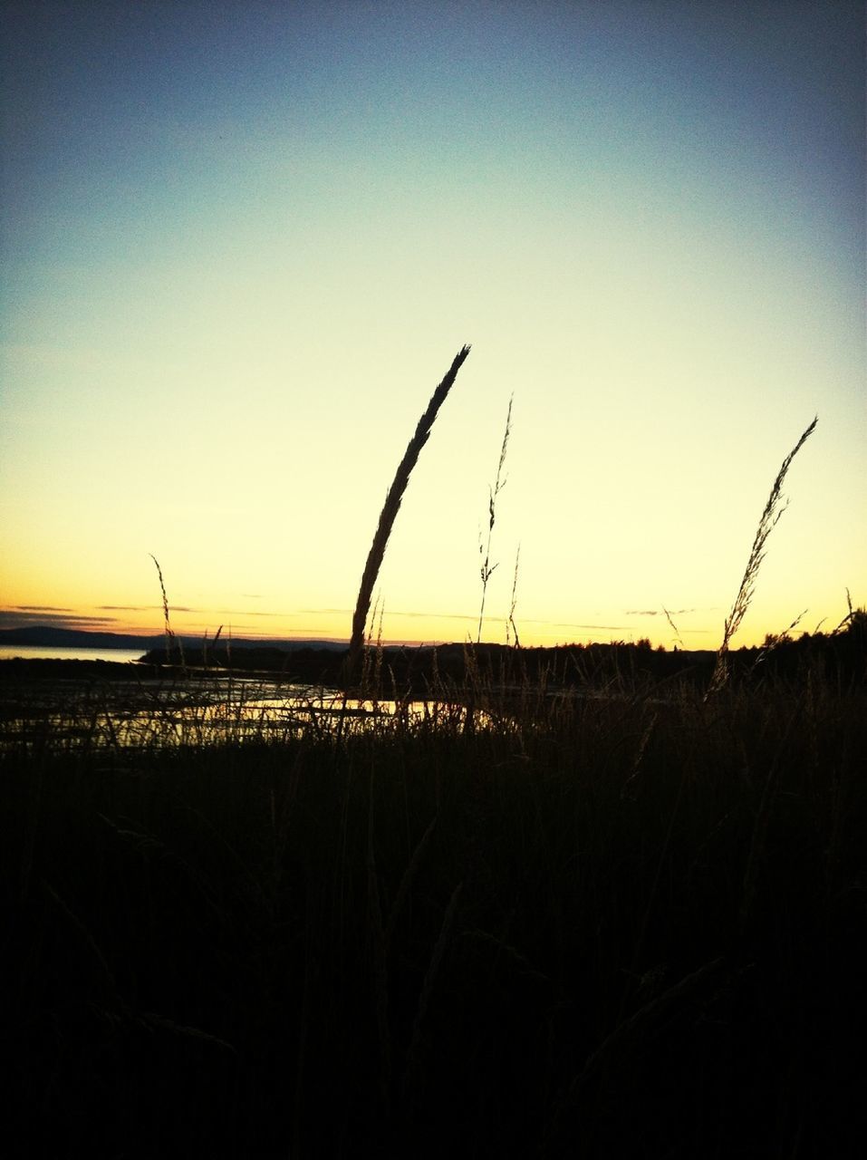 sunset, tranquility, tranquil scene, clear sky, silhouette, nature, copy space, scenics, beauty in nature, plant, field, landscape, sky, growth, horizon over land, sea, idyllic, water, outdoors, dusk