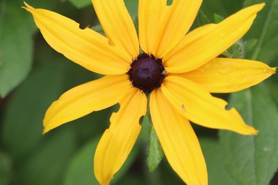 Close-up of yellow flower