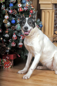 Portrait of dog in christmas tree