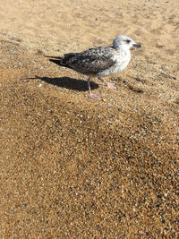 High angle view of seagull on sand