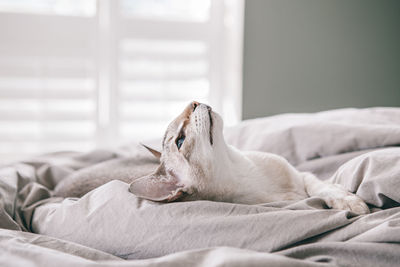 White dog resting on bed at home