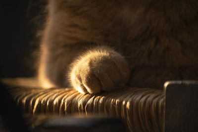 Close-up of cat sleeping