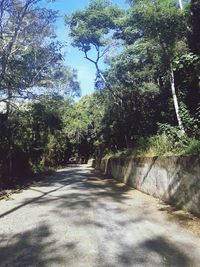 Empty road amidst trees in forest