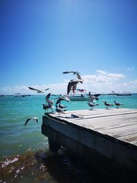 Seagulls flying over sea against sky