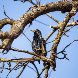 A beautiful common starling nesting in the garden. starling singing and nesting in the spring. 