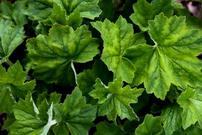 Full frame shot of green leaves