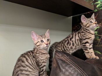 Portrait of two kittens 