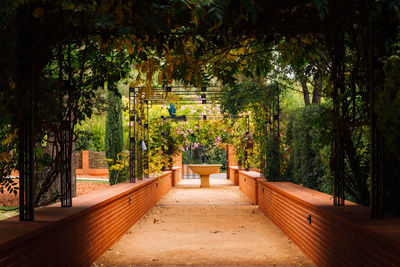 Footpath amidst plants in park