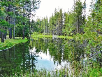 Reflection of trees in lake